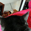 2010-11-21 Ennemie en vue_l.jpg